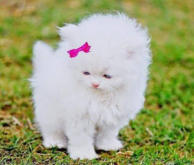 IMG-20200428-WA0004.jpg IMG-20200428-WA0004.jpg