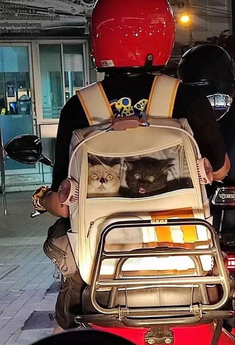 IMG_4785.jpeg IMG_4785.jpeg