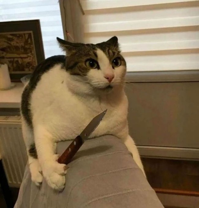 IMG_4815.jpeg IMG_4815.jpeg